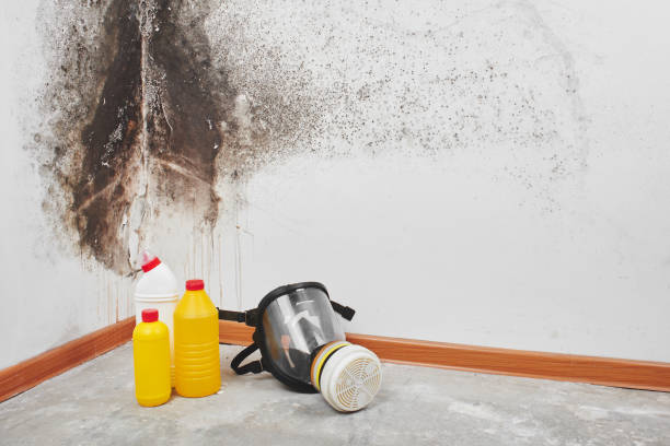 Mold Removal and Inspection in Morrisville, PA