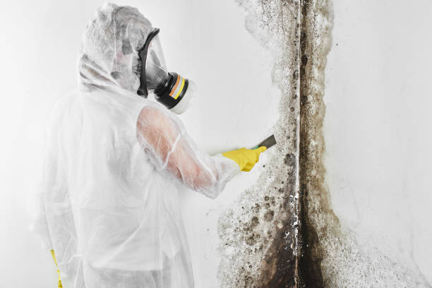 Best Home Mold Removal  in Morrisville, PA
