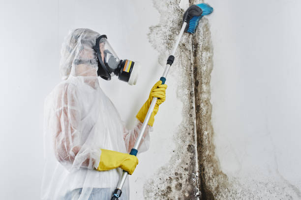 Best Residential Mold Removal  in Morrisville, PA