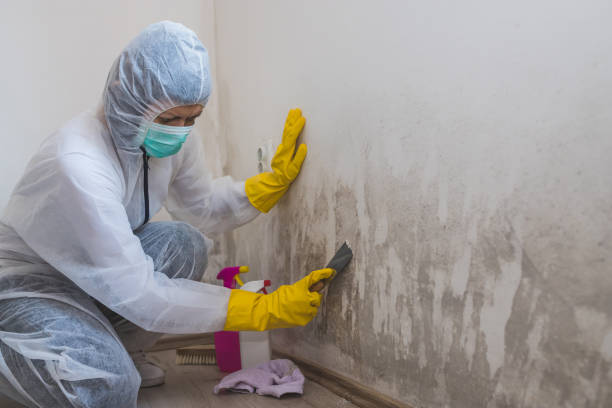 Best Mold Removal and Inspection  in Morrisville, PA