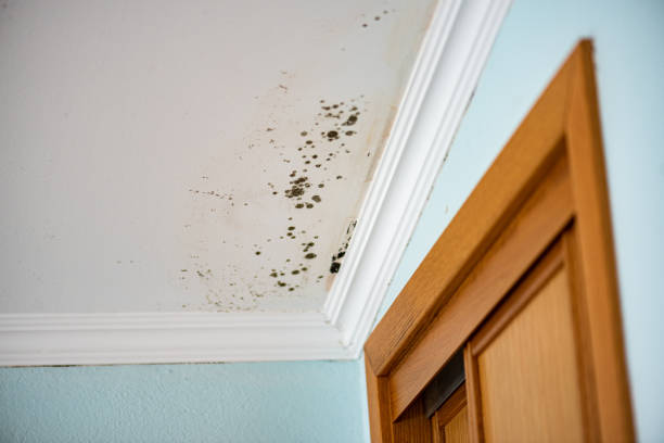 Best Same-Day Mold Removal  in Morrisville, PA