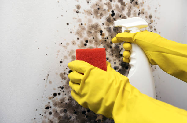 Best Certified Mold Removal  in Morrisville, PA