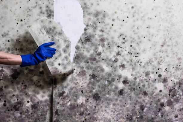 Best Crawl Space Mold Removal  in Morrisville, PA