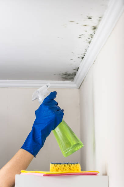 Morrisville, PA Mold Removal Company